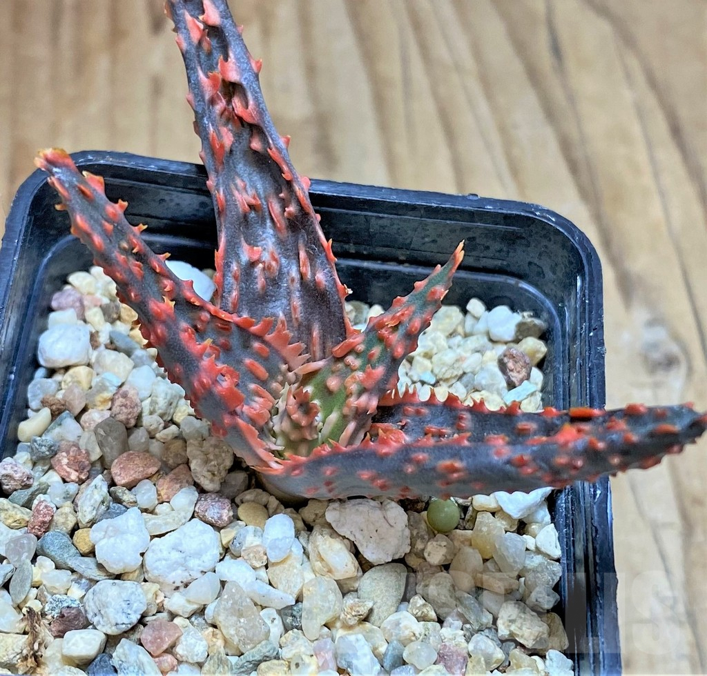 SHPR42126 Aloe hybrid - Зображення 2