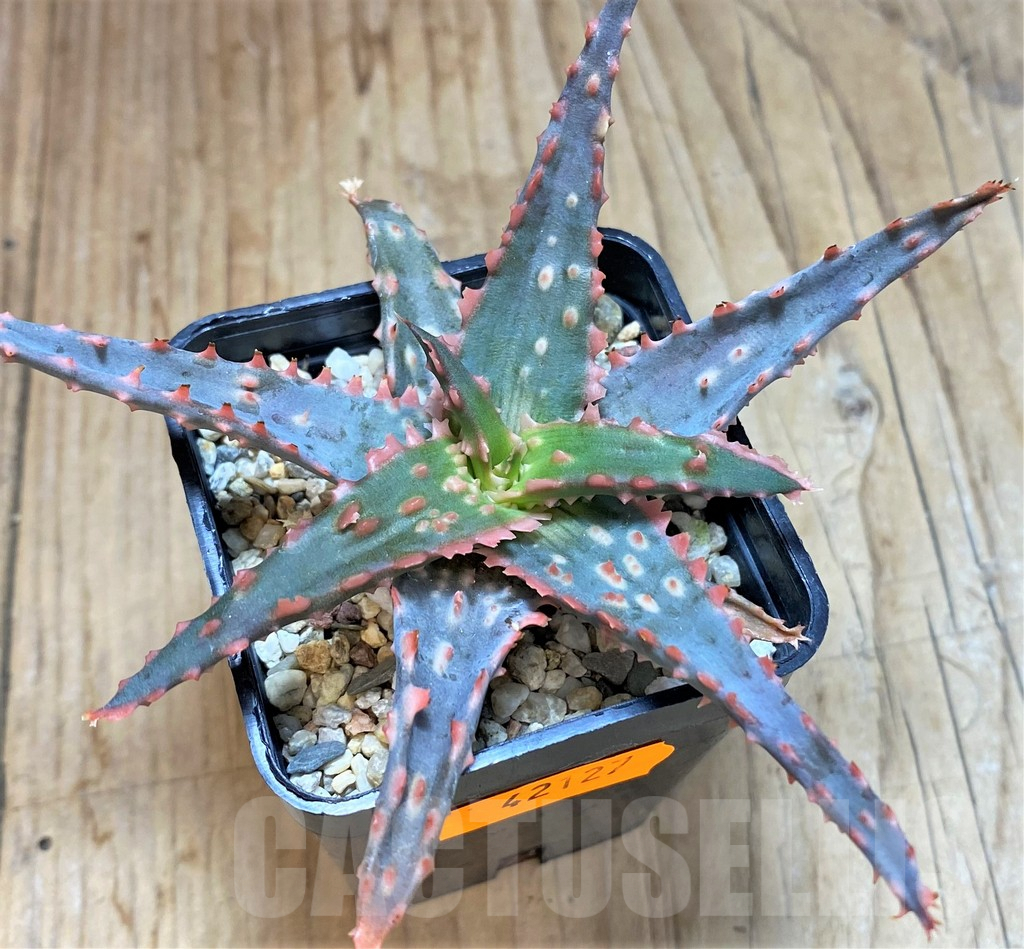 SHPR42127 Aloe hybrid - Зображення 2