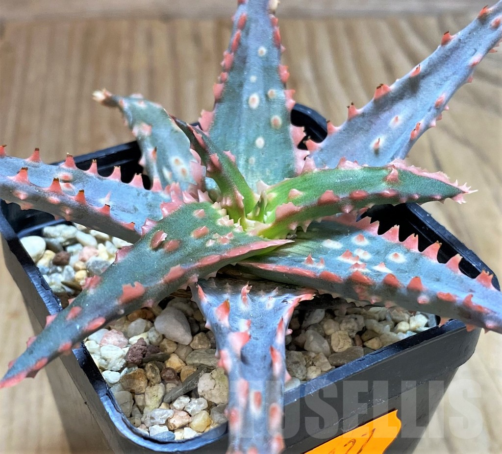 SHPR42127 Aloe hybrid