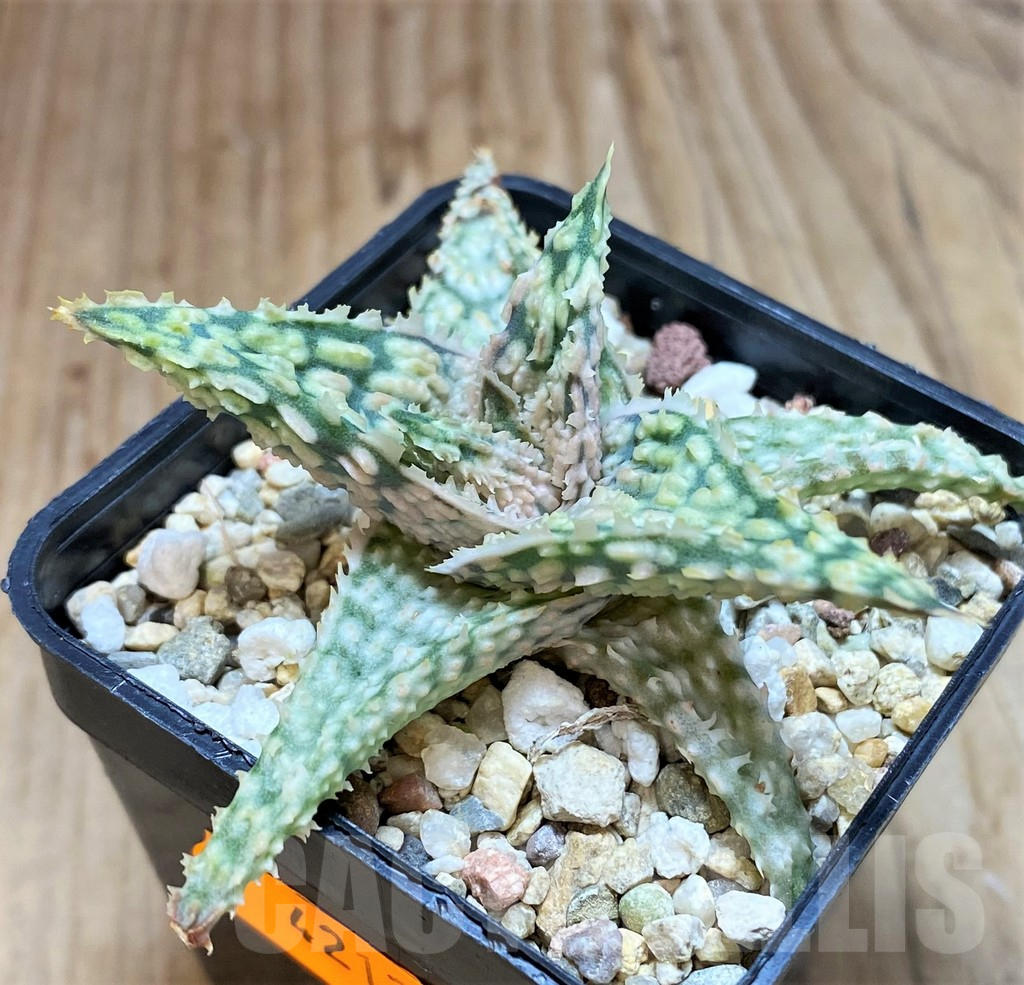 SHPR42128 Aloe hybrid
