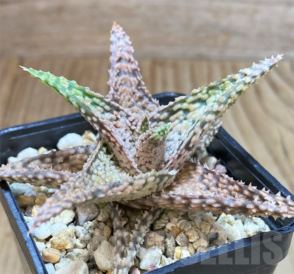 SHPR42129 Aloe hybrid