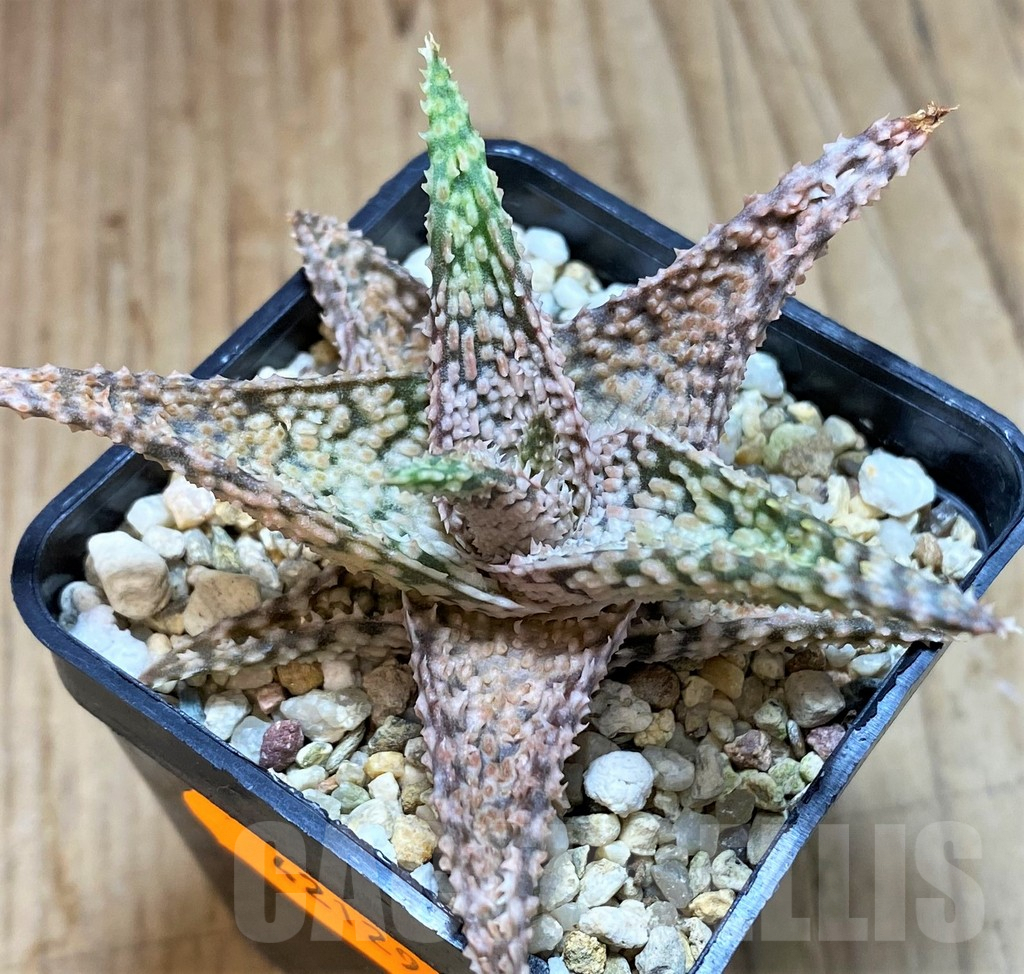 SHPR42129 Aloe hybrid - Зображення 2