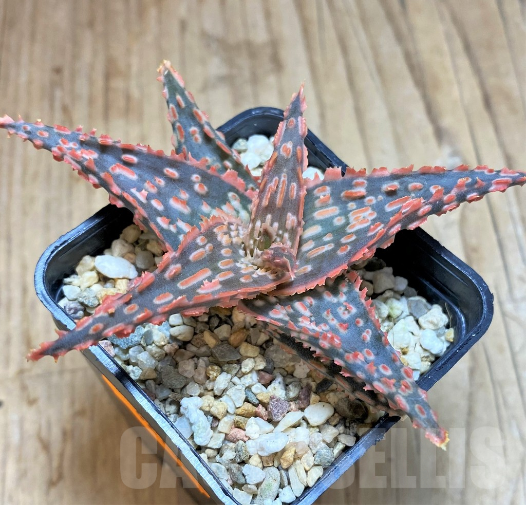 SHPR42132 Aloe hybrid – Bild 2