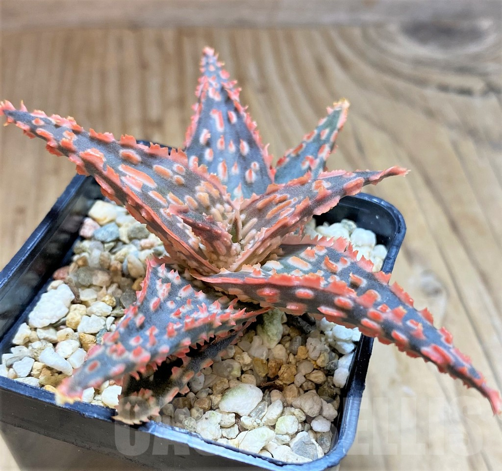 SHPR42132 Aloe hybrid