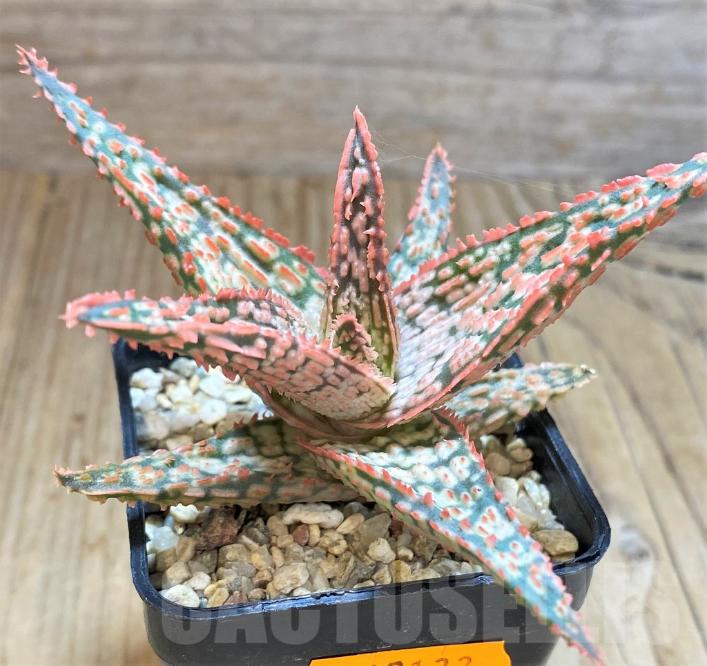 SHPR42133 Aloe hybrid