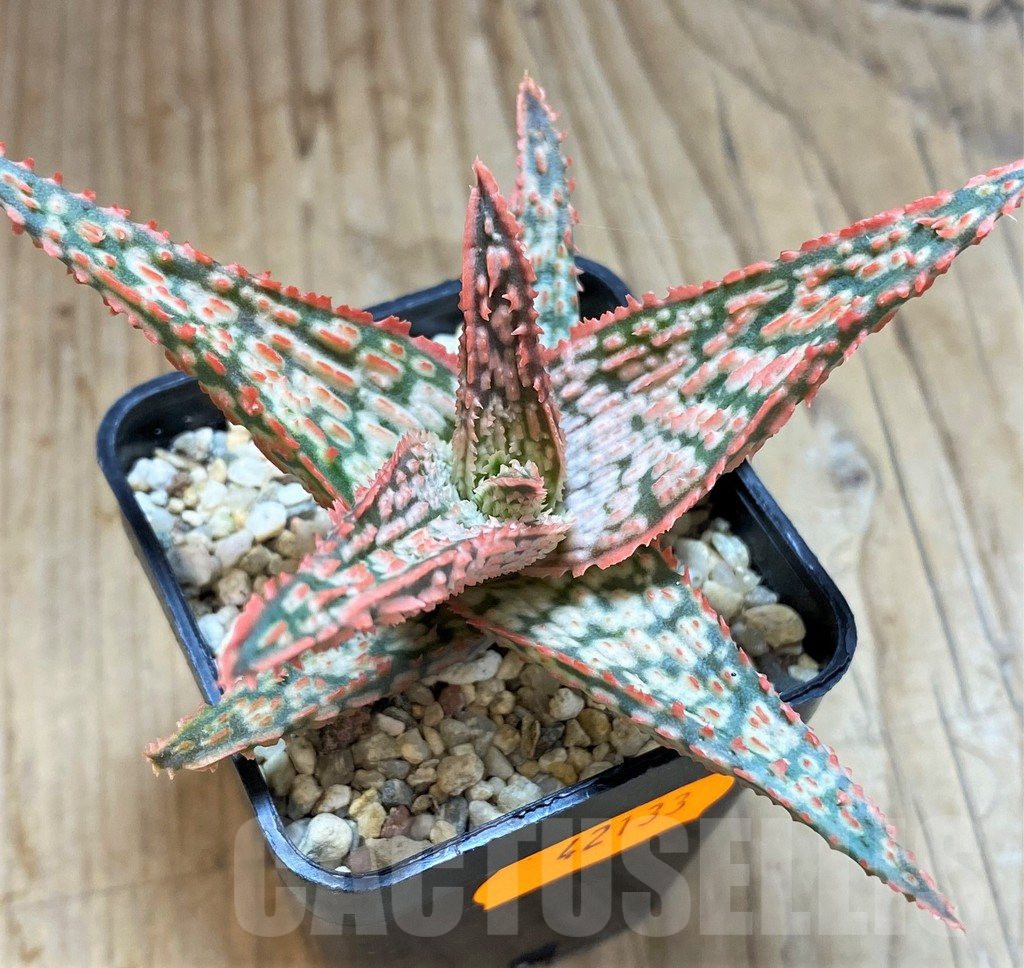 SHPR42133 Aloe hybrid - 画像 (2)