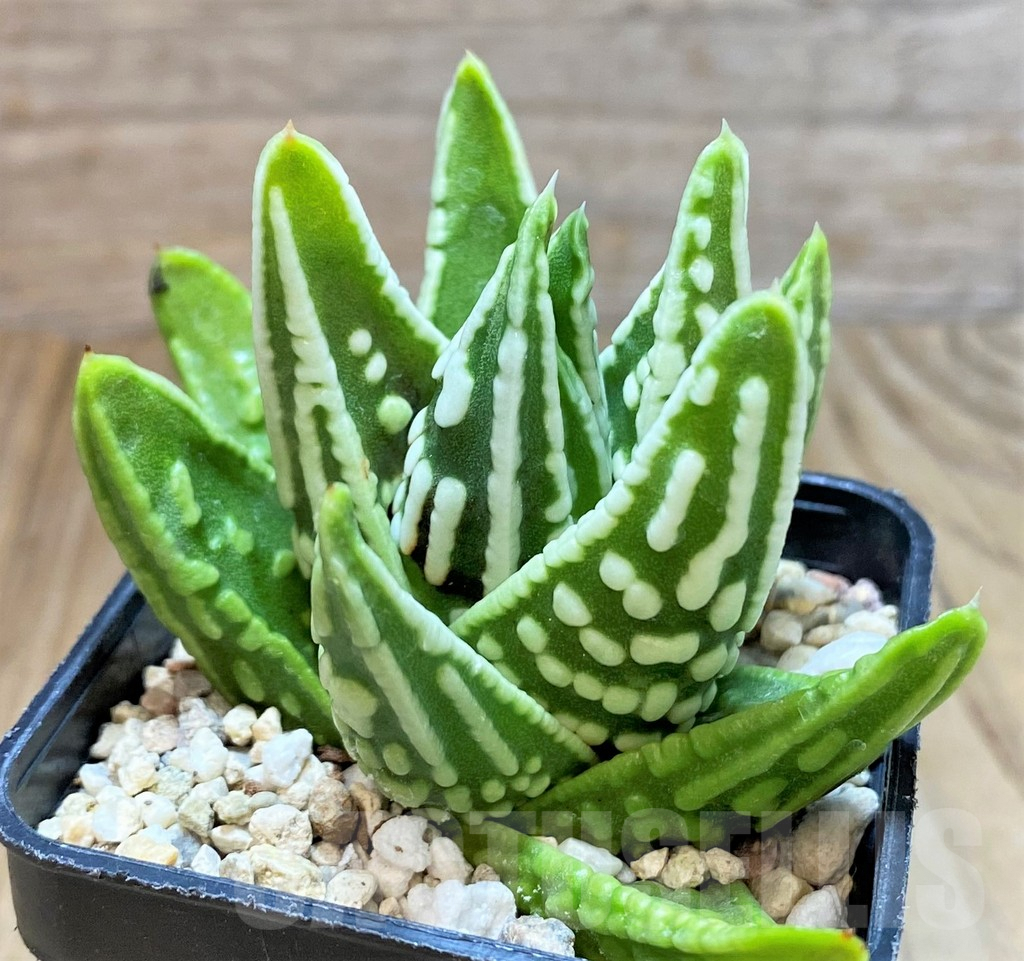 SHPR42235 Haworthia 'Angel's Tears' - Image 2