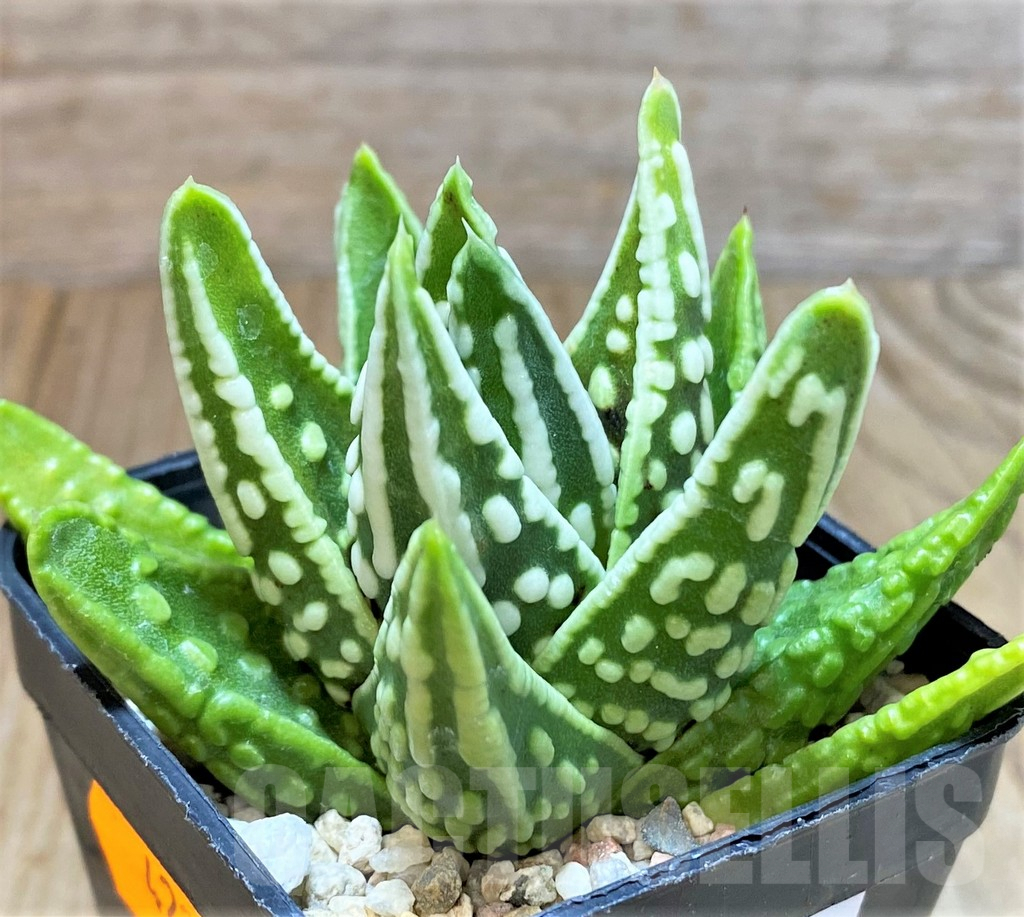SHPR42235 Haworthia 'Angel's Tears'