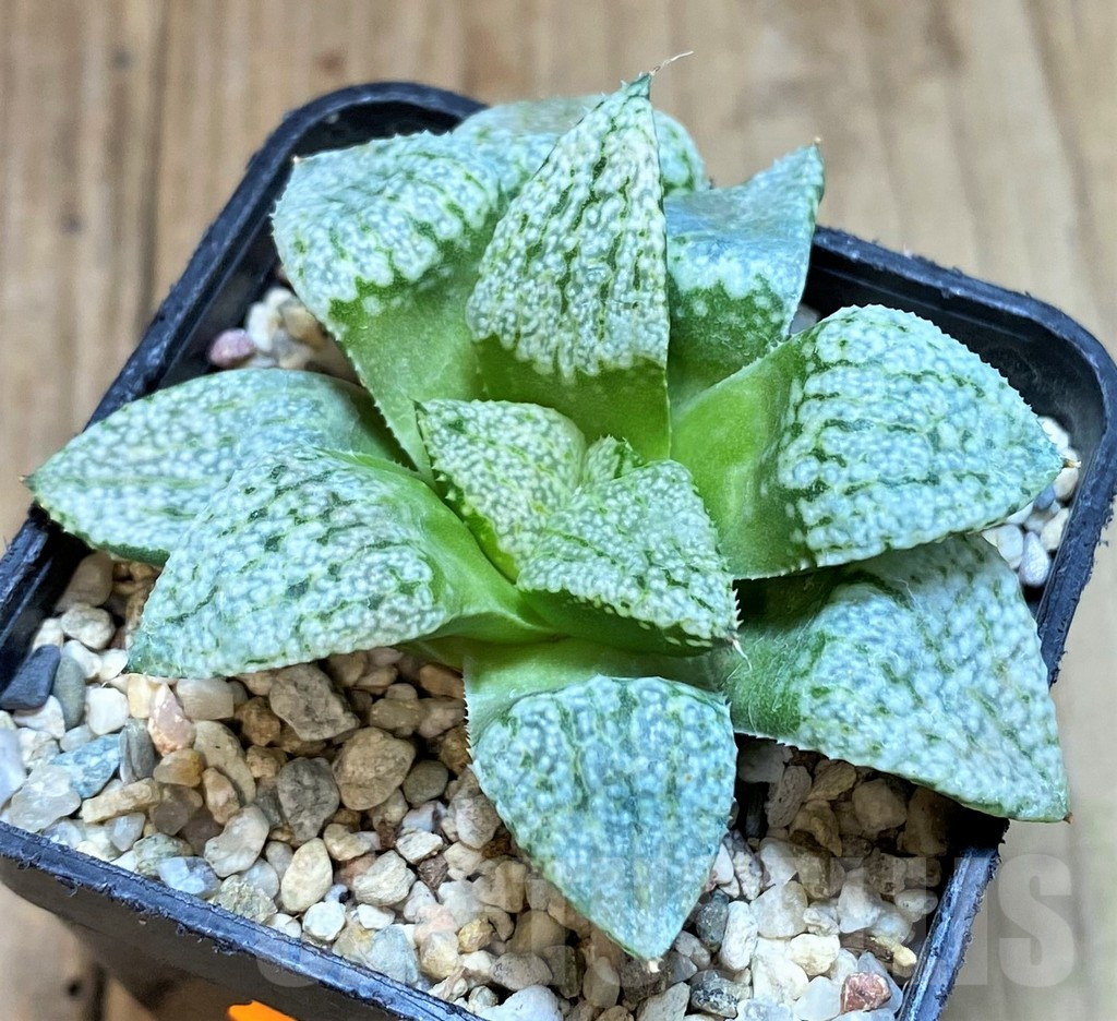 SHPR42245 Haworthia picta -Japan-