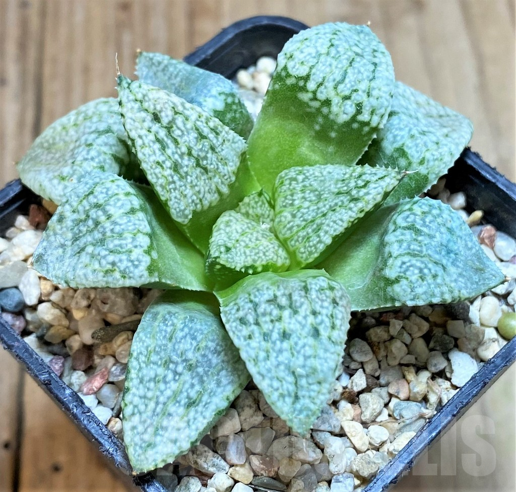 SHPR42245 Haworthia picta -Japan- - Image 2