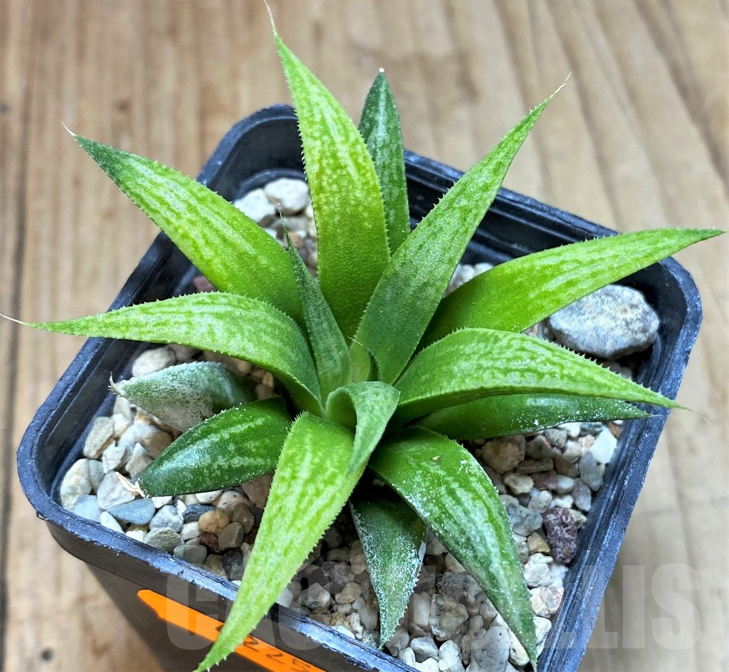 SHPR42250 Haworthia 'Metallica'