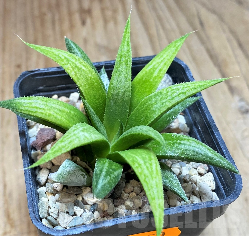 SHPR42250 Haworthia 'Metallica' - Image 2