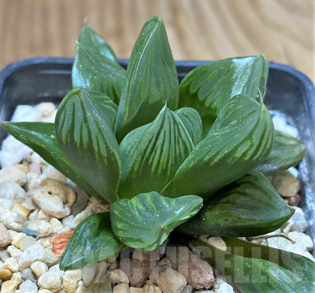 SHPR42251 Haworthia 'Black Star'