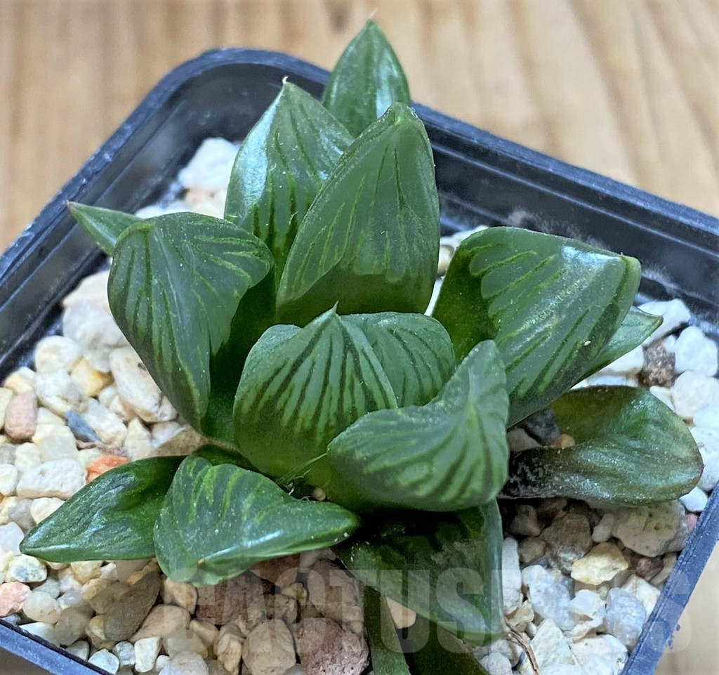 SHPR42251 Haworthia 'Black Star' - Image 2