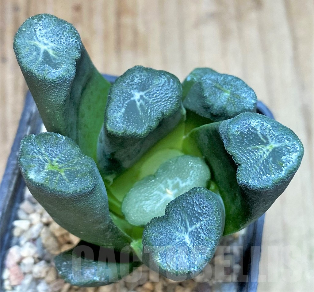 SHPR42253 Haworthia maughanii