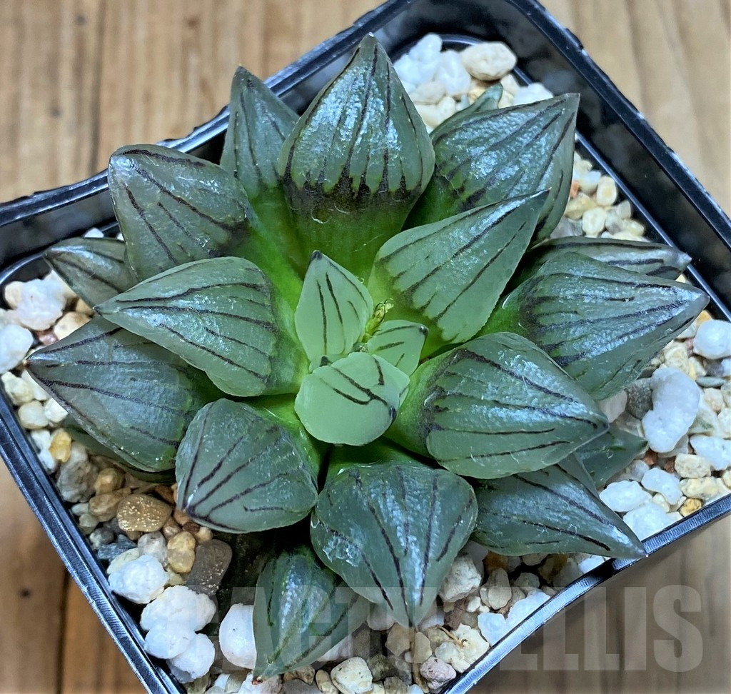 SHPR42254 Haworthia atrofusca 'Watermelon' - immagine 2