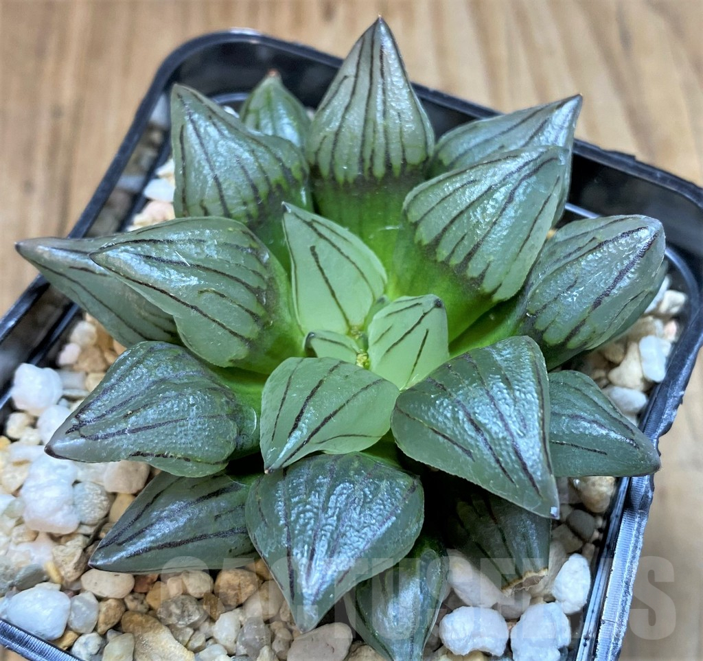 SHPR42254 Haworthia atrofusca 'Watermelon'