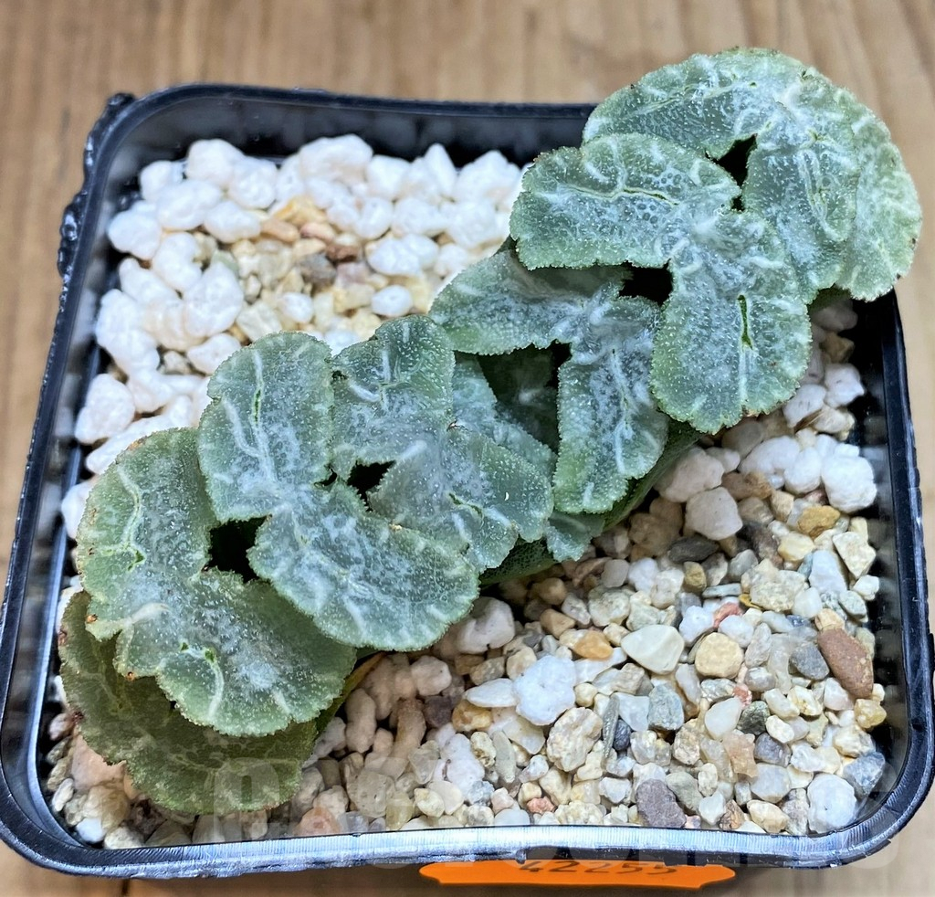 SHPR42255 Haworthia truncata 'Yu Ji'