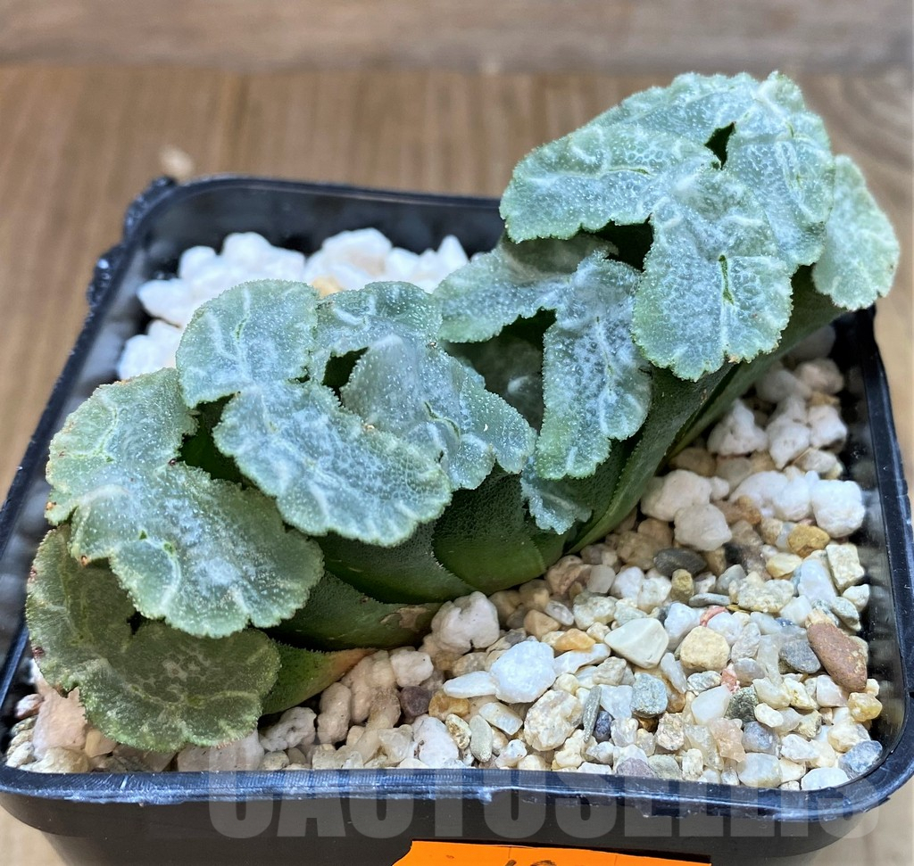 SHPR42255 Haworthia truncata 'Yu Ji' - Image 2