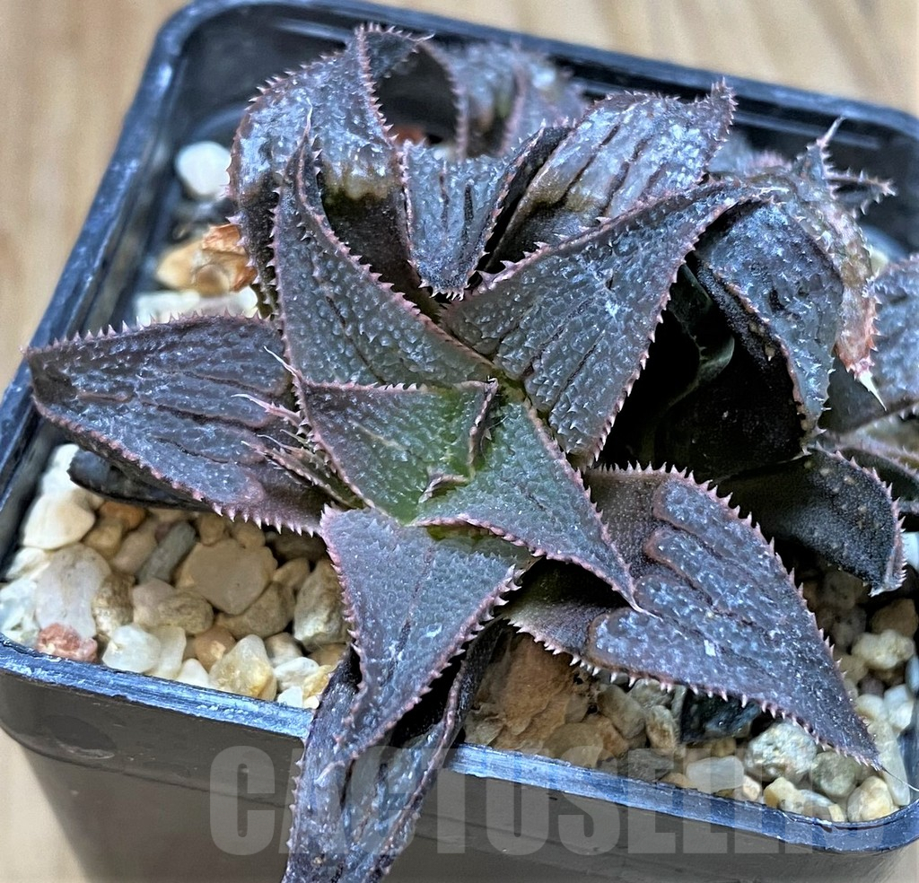 SHPR42256 Haworthia badia hybrid - Image 2
