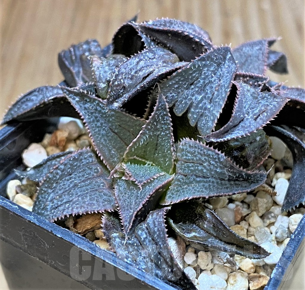 SHPR42256 Haworthia badia hybrid