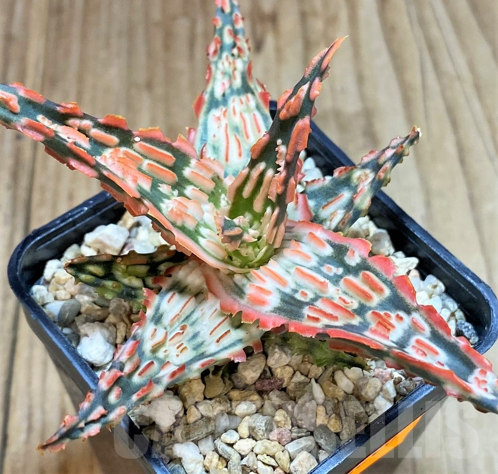 SHPR42208 Aloe TCT hybrid