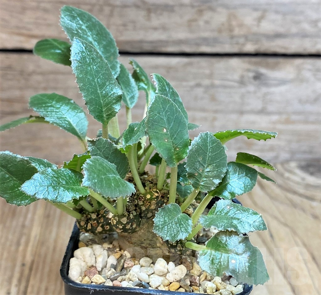 SHPR42257 Dorstenia foetida f. cristata - Image 2