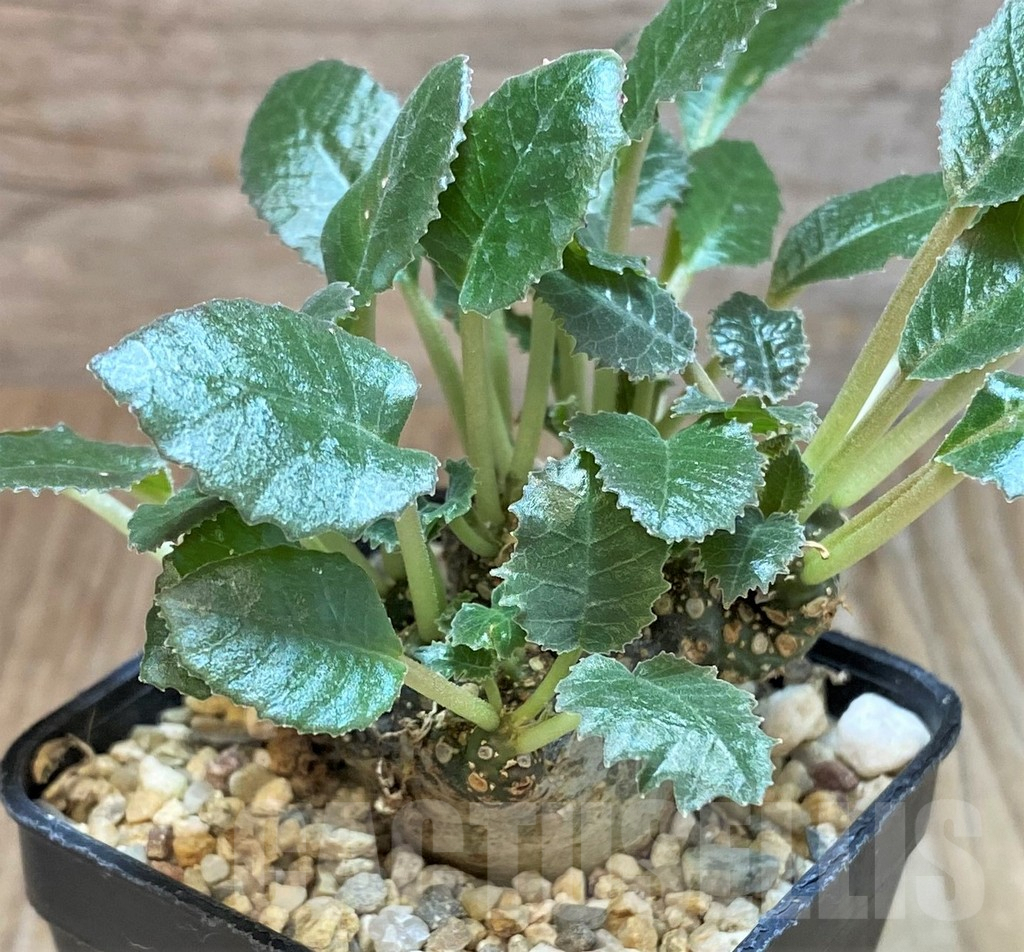 SHPR42257 Dorstenia foetida f. cristata