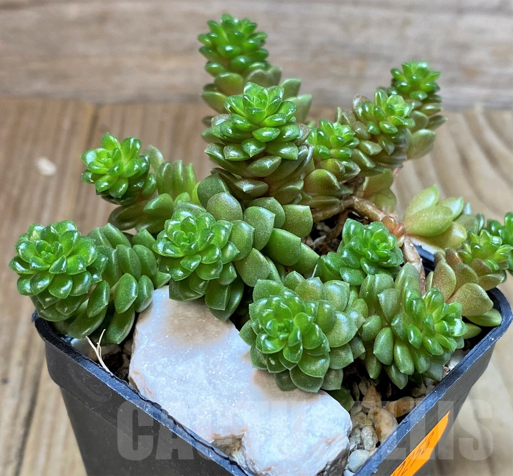 SHPR42258 Cremnosedum 'Little Gem' - Image 2