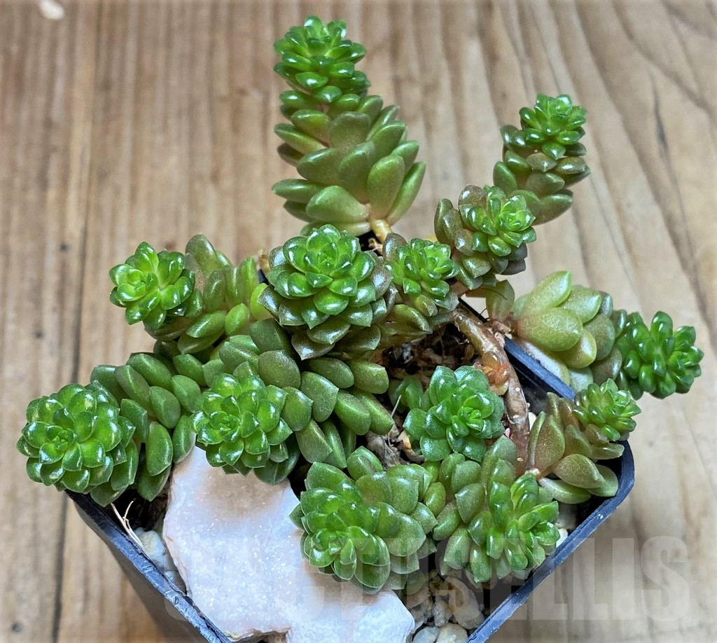 SHPR42258 Cremnosedum 'Little Gem'