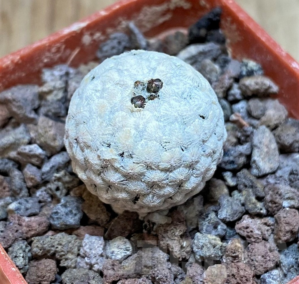 SHPR42259 Turbinicarpus valdezianus