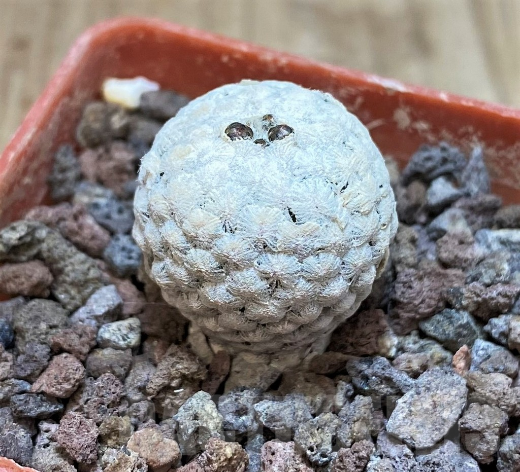 SHPR42259 Turbinicarpus valdezianus - Image 2