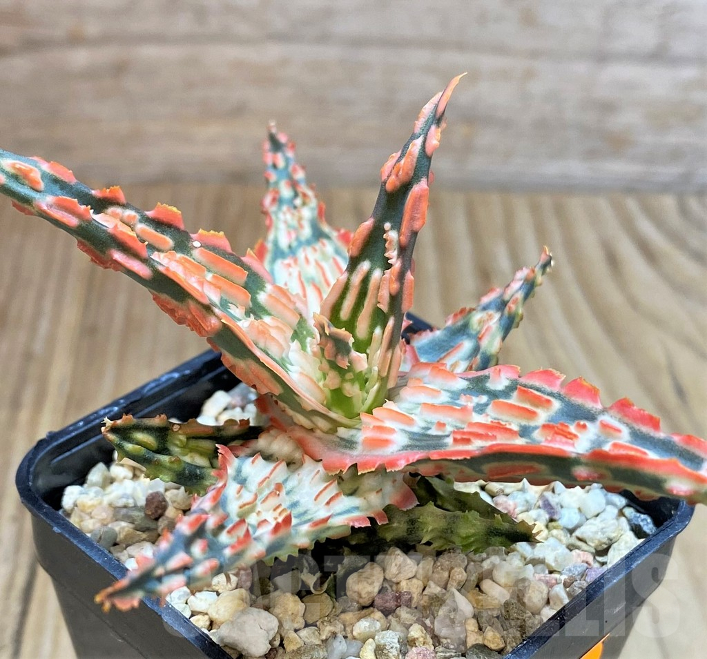 SHPR42208 Aloe TCT hybrid - Image 2