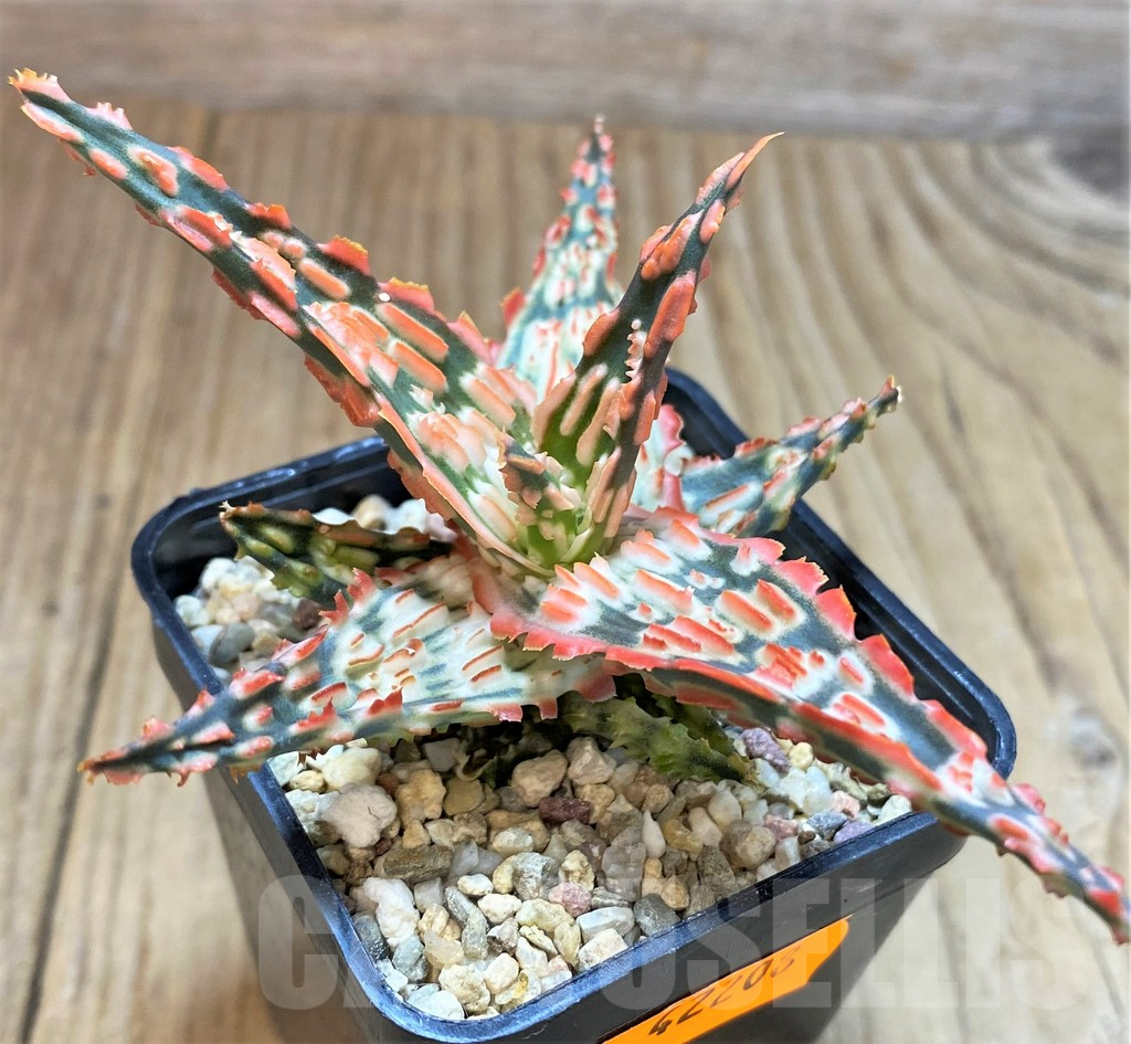 SHPR42208 Aloe TCT hybrid - Image 3