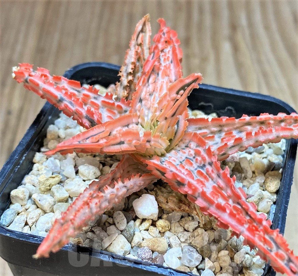 SHPR42209 Aloe TCT hybrid – Image 2