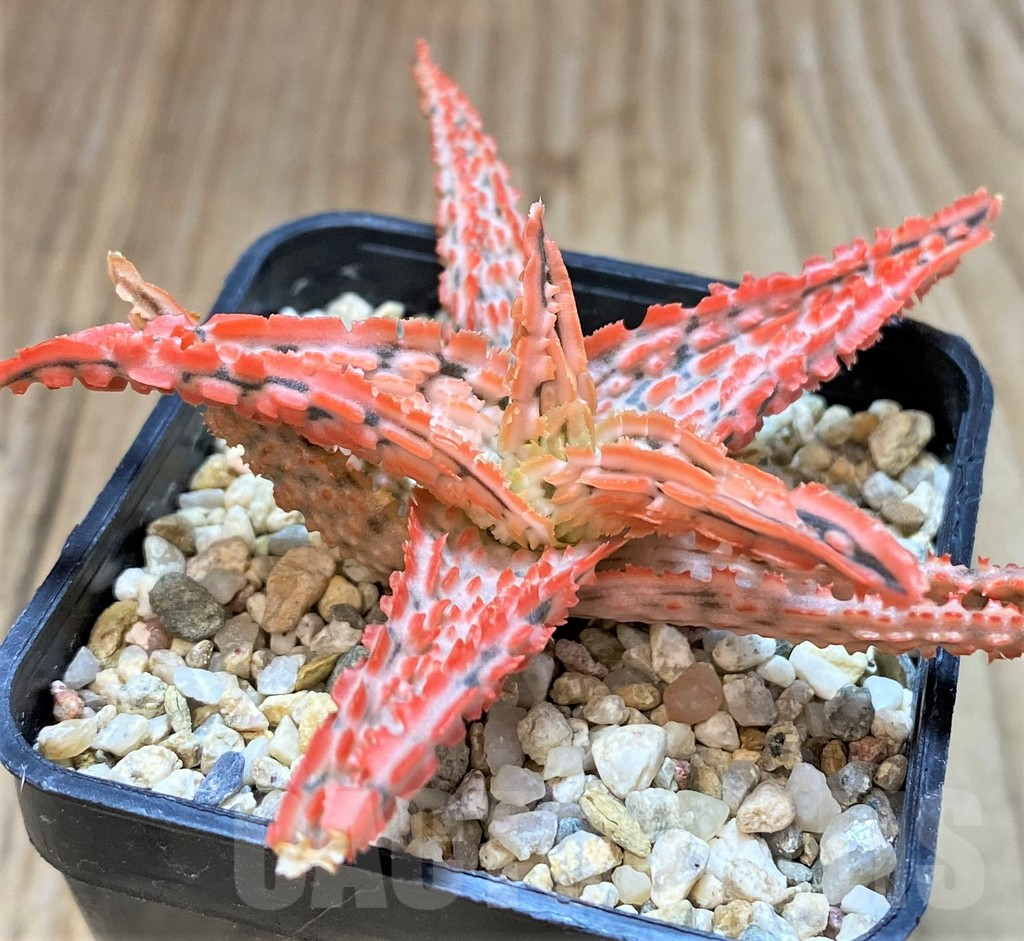 SHPR42209 Aloe TCT hybrid