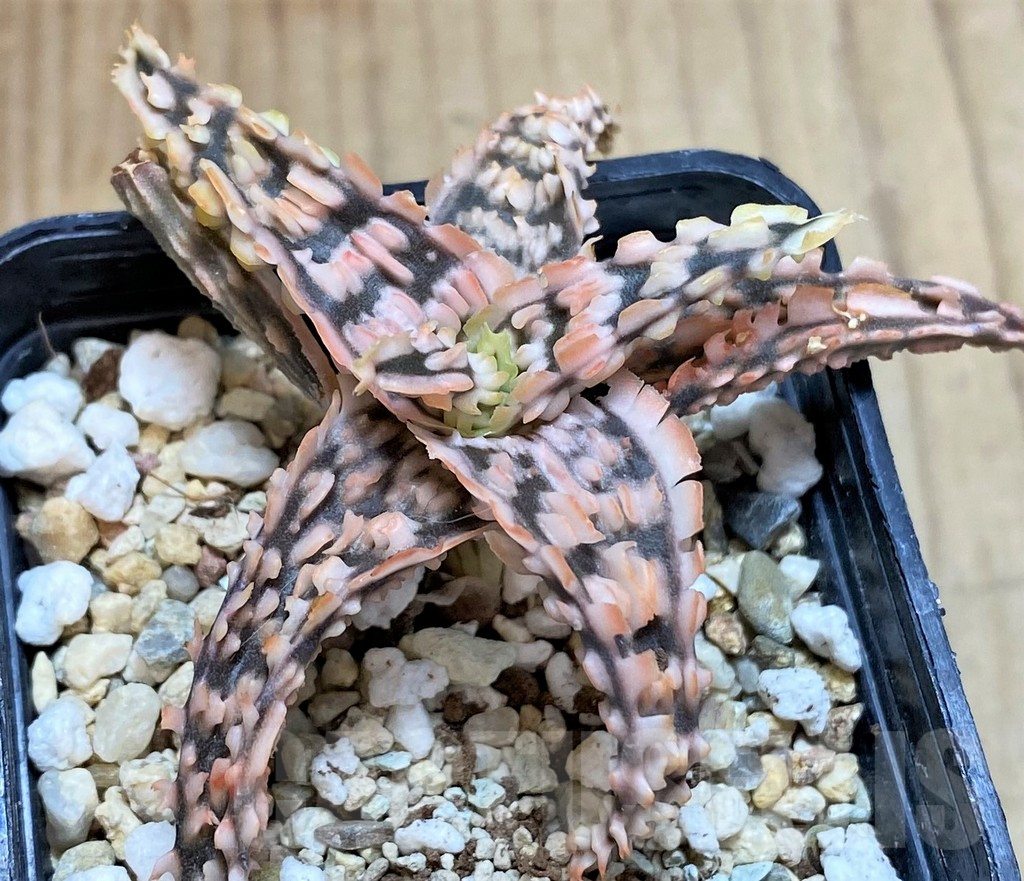 SHPR42210 Aloe TCT hybrid - Image 2