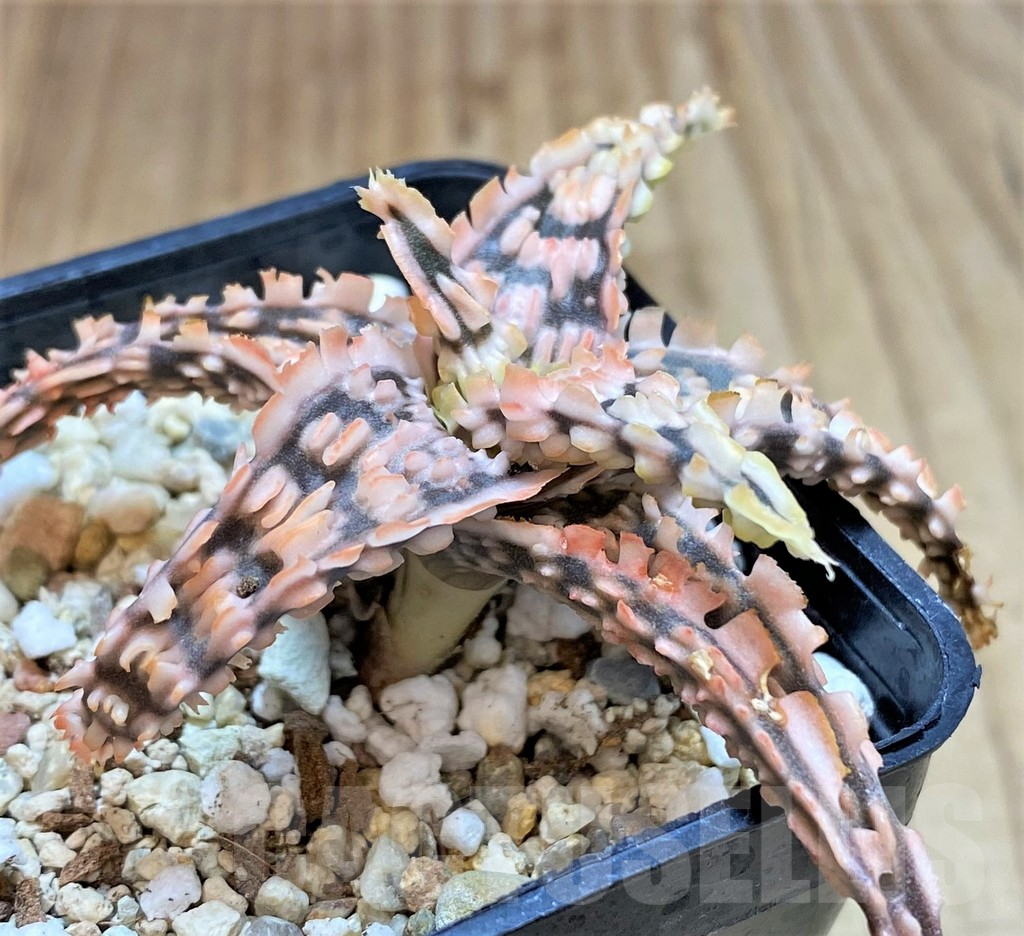 SHPR42210 Aloe TCT hybrid