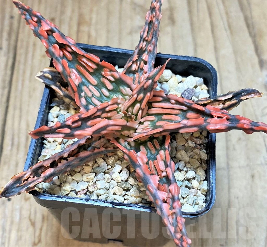 SHPR42211 Aloe TCT hybrid - Image 2