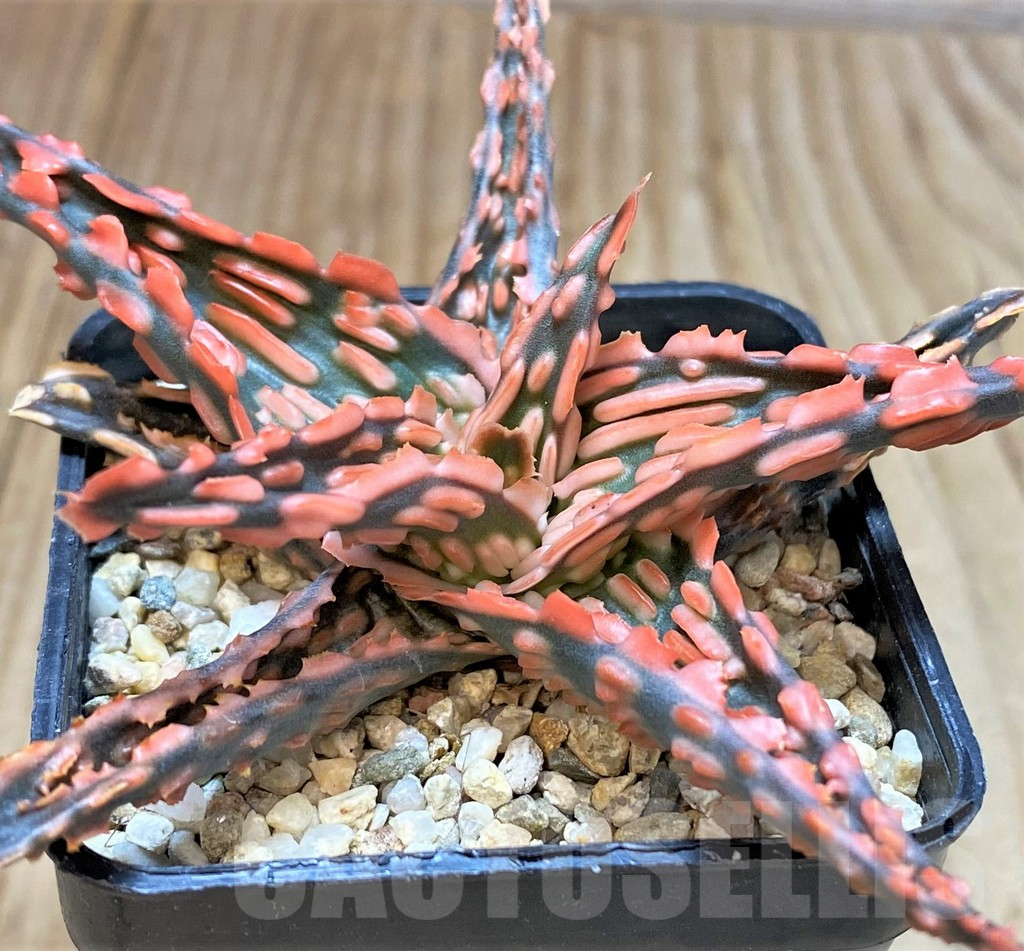 SHPR42211 Aloe TCT hybrid