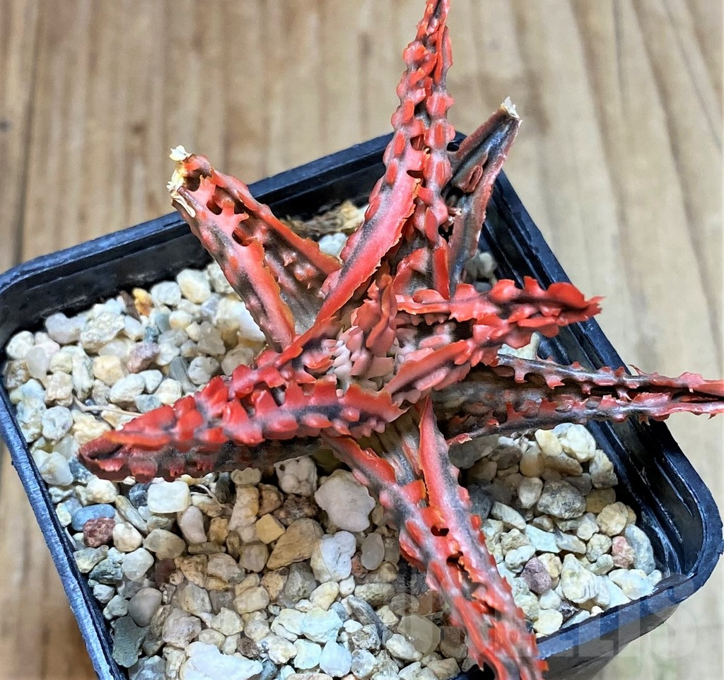 SHPR42214 Aloe TCT hybrid - Image 2