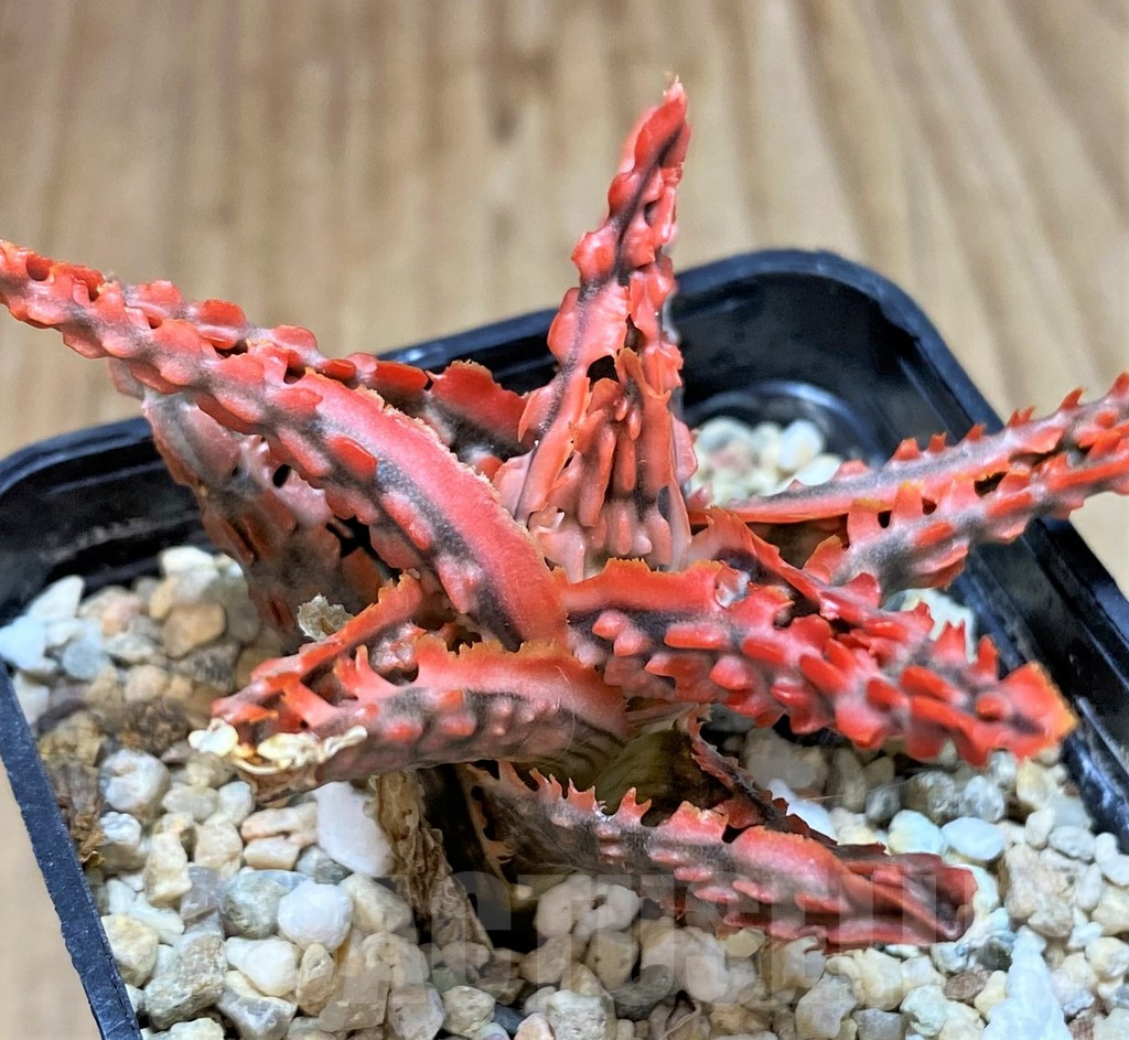 SHPR42214 Aloe TCT hybrid