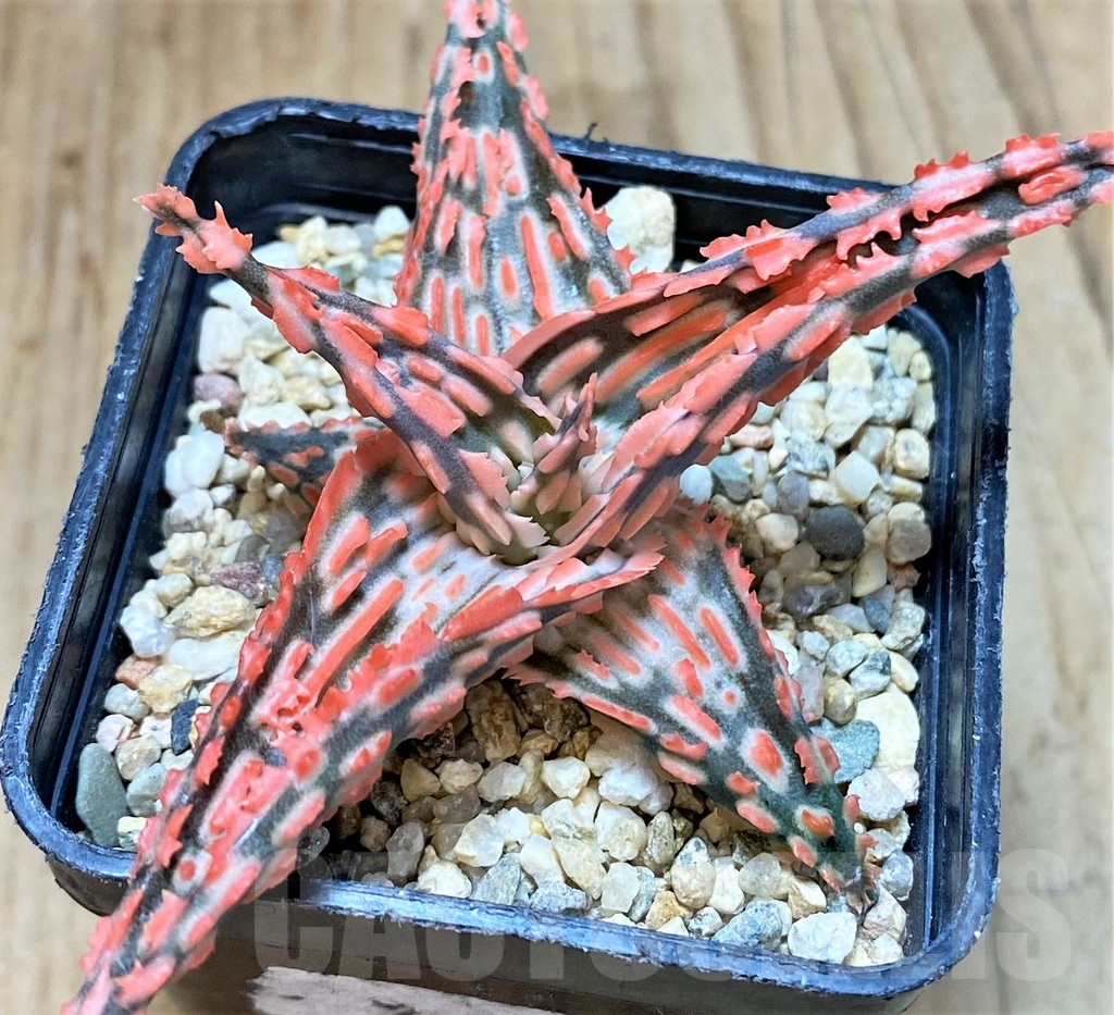 SHPR42215 Aloe TCT hybrid - Imagen 3