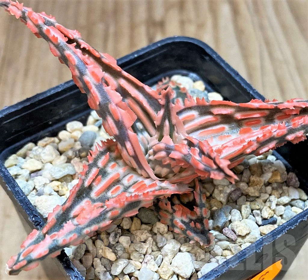 SHPR42215 Aloe TCT hybrid - Imagen 2