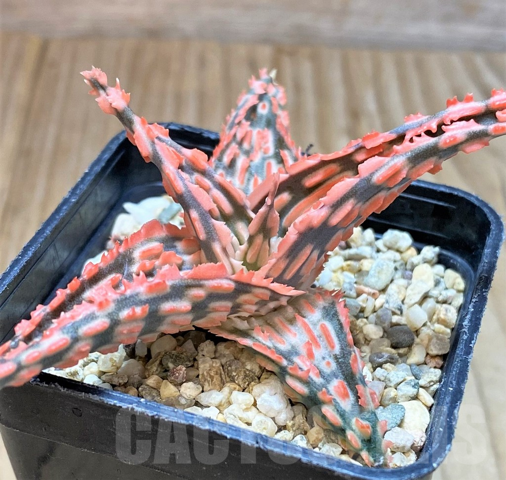 SHPR42215 Aloe TCT hybrid