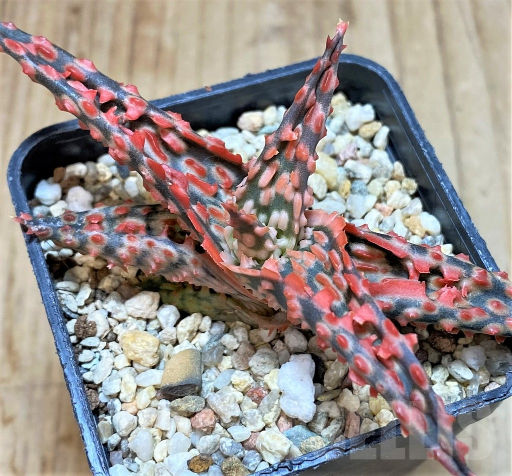 SHPR42216 Aloe TCT hybrid - Imagen 2