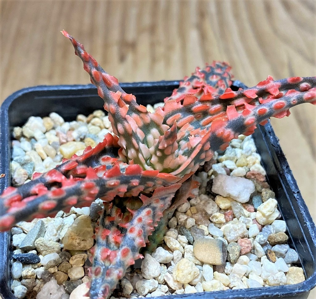 SHPR42216 Aloe TCT hybrid