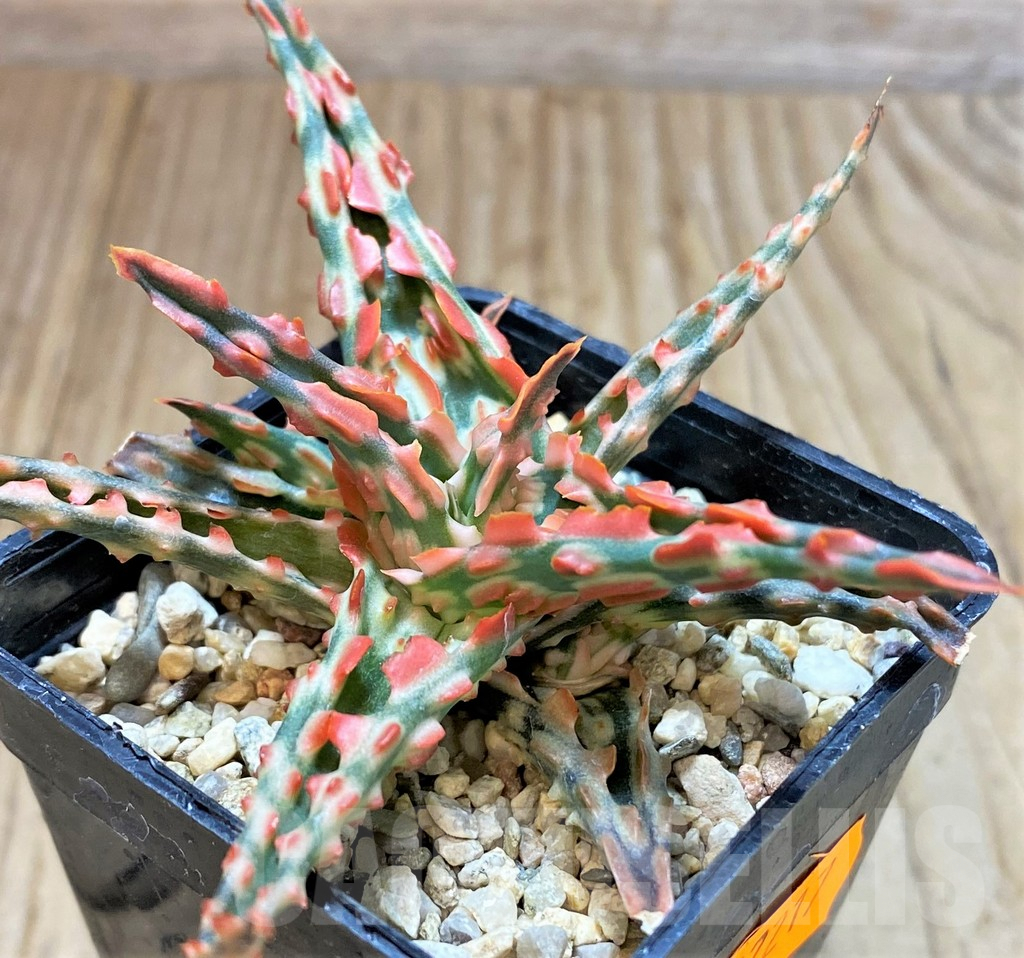 SHPR42217 Aloe TCT hybrid - Imagen 2