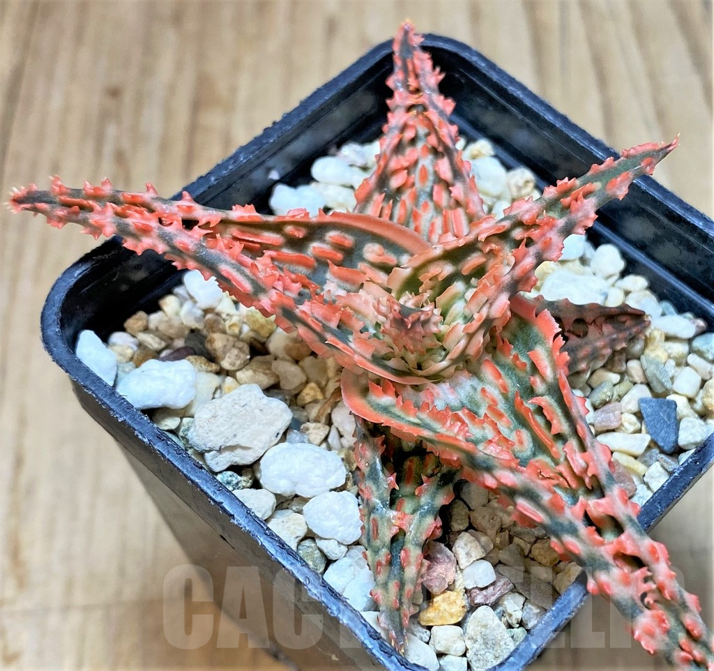 SHPR42218 Aloe TCT hybrid - Imagen 2