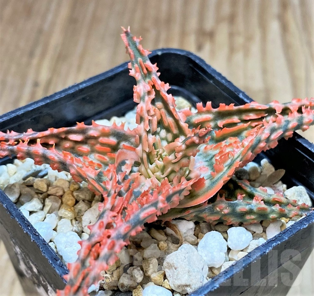 SHPR42218 Aloe TCT hybrid